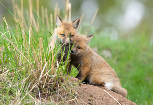 Red Fox Kit, Puppy. Hiding behind big brother. Yellowstone NP.