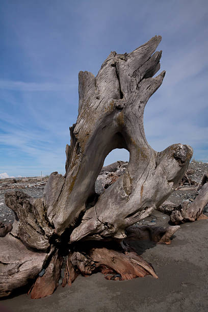 driftwood stock photo