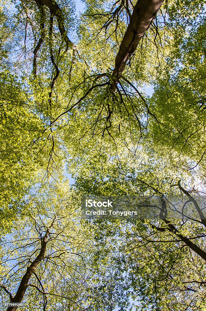 Treetop Canopy Background A background image of a forest treetop canopy from a perspective of looking upwards. 2015 Stock Photo