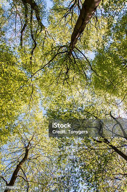 Treetop Canopy Background Stock Photo - Download Image Now - 2015, Abstract, Branch - Plant Part