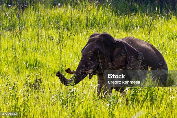 Elephant Thailand Stock Photo - Download Image Now - Alertness, Animal, Animal Body Part
