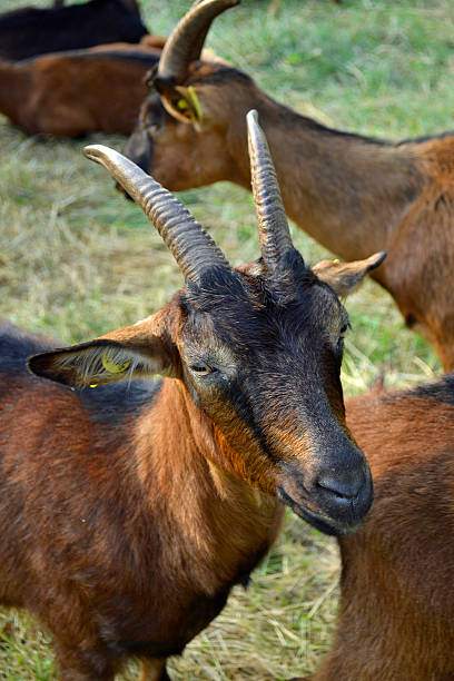 herd of goats stock photo