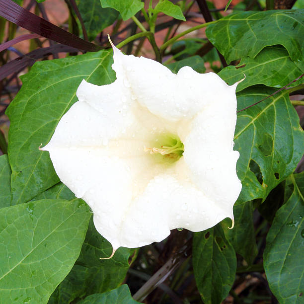 istock sacred datura flower 477992145