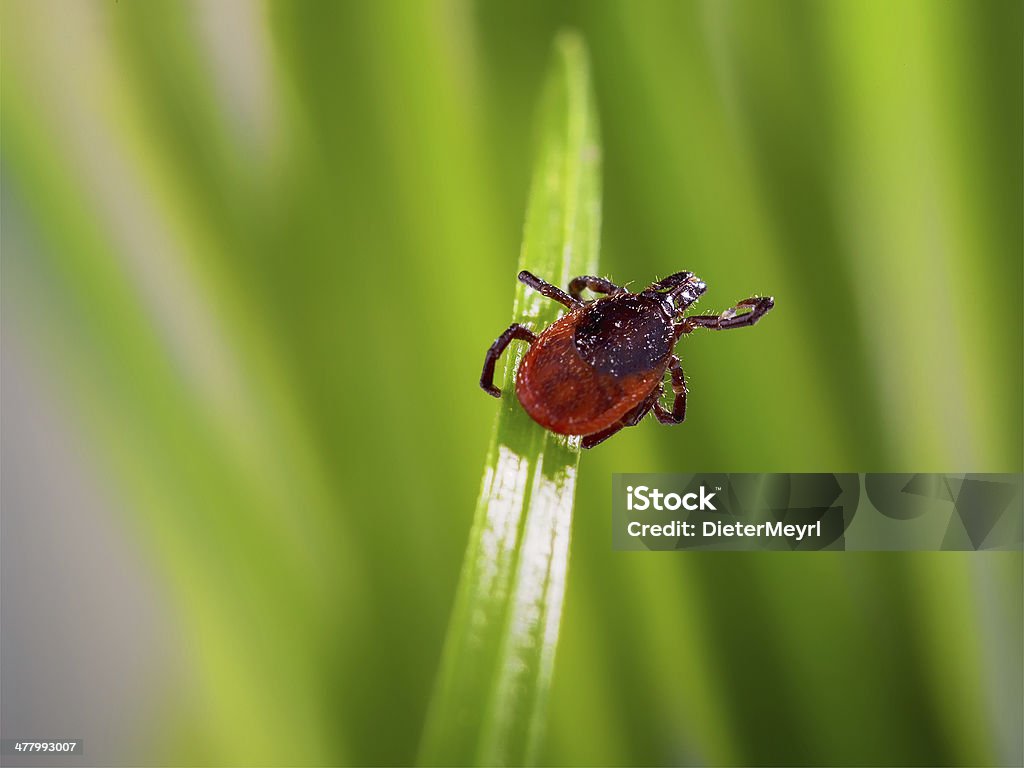 Adulto Marcar (Ixodes scapularis) - Foto de stock de Garrapata - Animal libre de derechos