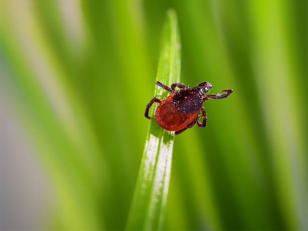 adult tick (Ixodes scapularis) adult tick (Ixodes scapularis) on grass bloodsucking photos stock pictures, royalty-free photos & images