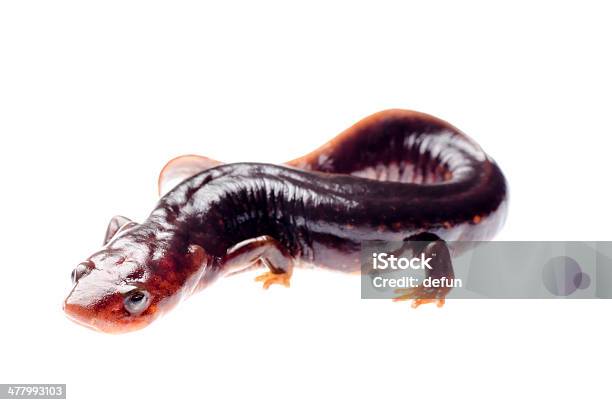 Salamander Newt Stock Photo - Download Image Now - Amphibian, Animal, Animal Wildlife