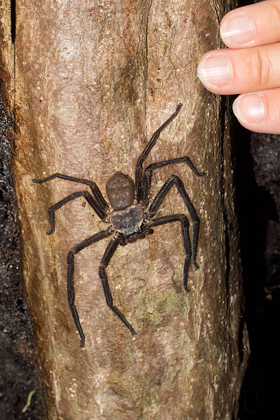 istock Large spider on rainforest tree Nosy Mangabe Island Madagascar 477993400