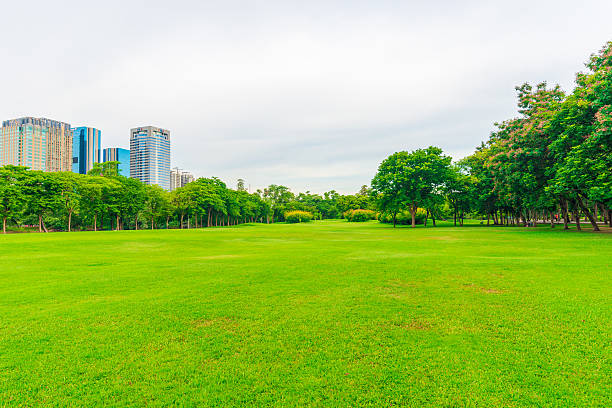 istock Green lawn with tree in city park, Grass field 477993856