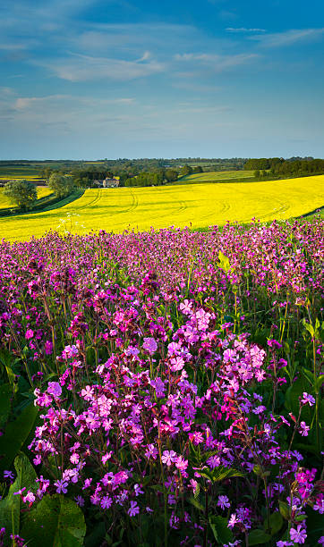 Field of Red Campion at Sunset Red Campion is illuminated by the last rays of the afternoon sun cineraria stock pictures, royalty-free photos & images