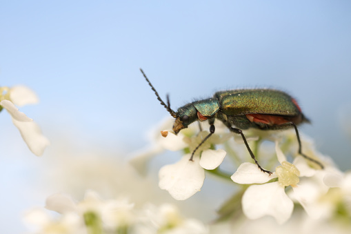 A beetle with long antennae sits on a flower