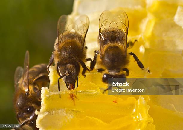 Api A Nido Dape - Fotografie stock e altre immagini di Ape - Ape, Ape domestica, Cera