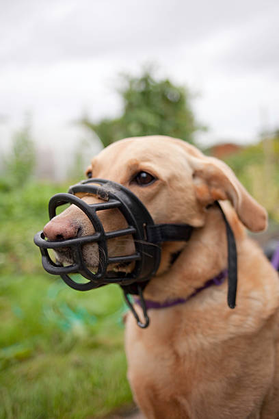 Muzzled dog stock photo