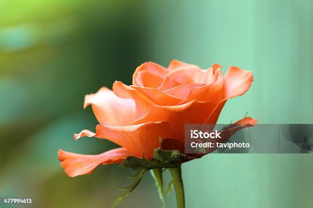 Dettaglio Rosa Rossa Su Sfondo Verde - Fotografie stock e altre immagini di Ambientazione esterna - Ambientazione esterna, Amore, Bellezza