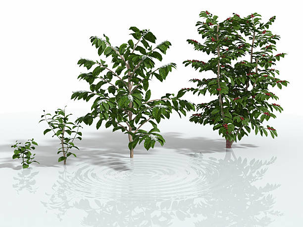 The growth of coffee tree