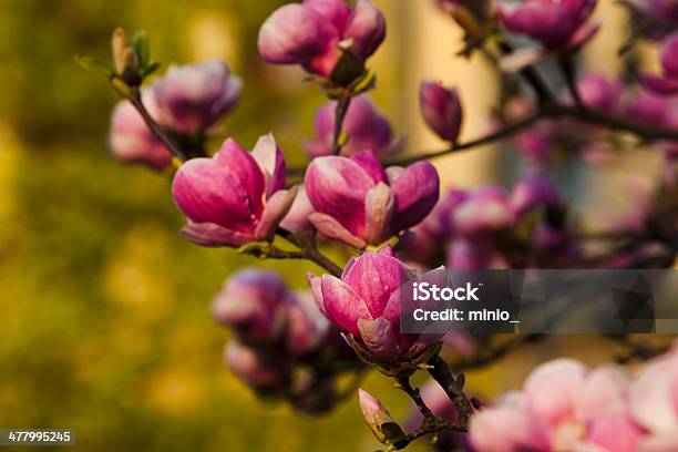 Magnolia Kwiat - zdjęcia stockowe i więcej obrazów Bez ludzi - Bez ludzi, Bliskie zbliżenie, Cień