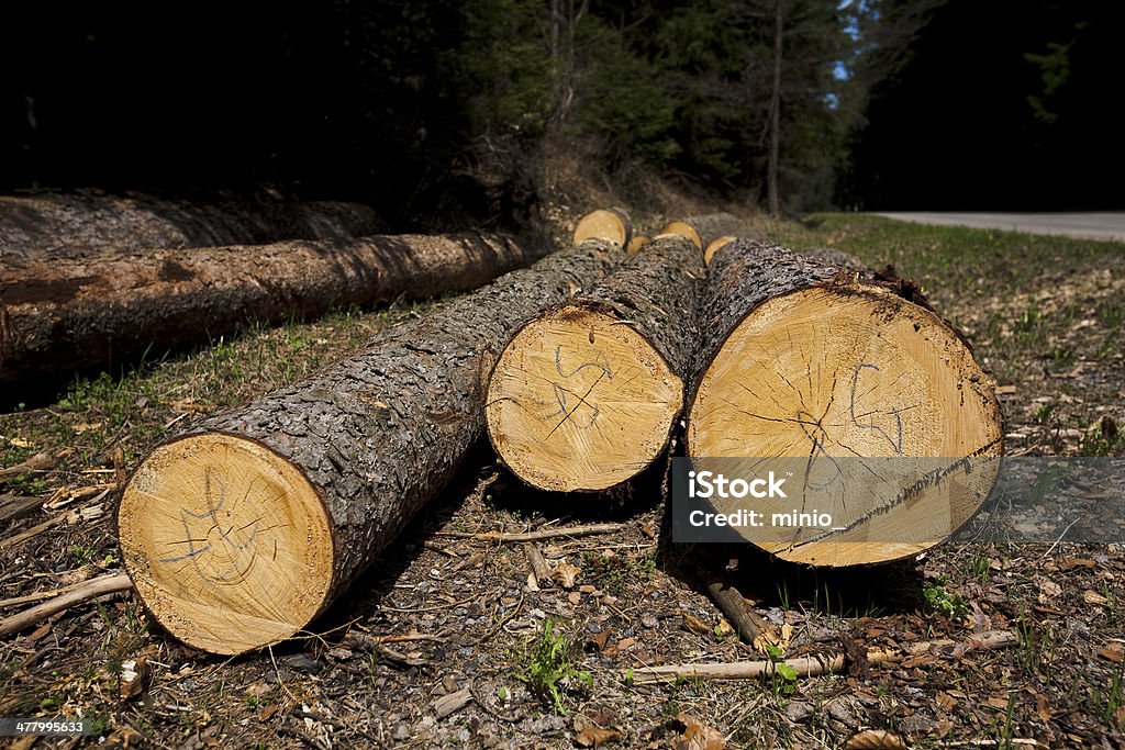 Albero di Trunk - Foto stock royalty-free di Agricoltura