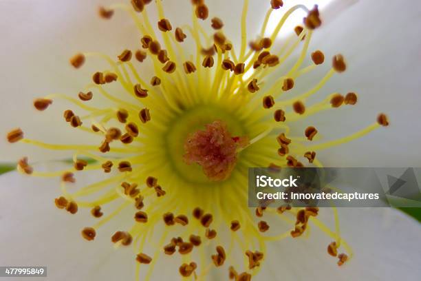 Macro De Flores Foto de stock y más banco de imágenes de Abstracto - Abstracto, Aire libre, Amarillo - Color