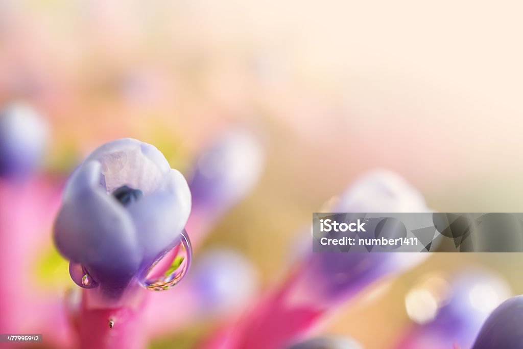 Aechmea gamosepala flowers in soft and blur style Aechmea gamosepala flowers in soft and blur style for background 2015 Stock Photo
