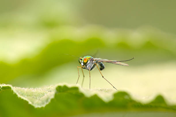 istock closeup of tabanidae insects on the grass 477996343