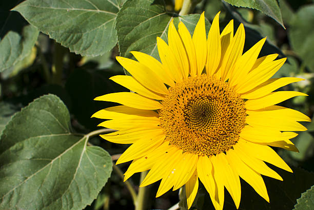 sunflower stock photo