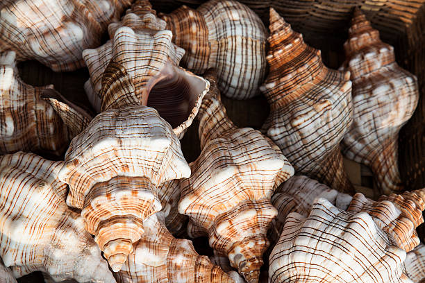 istock Marine shells at street shop 477996971