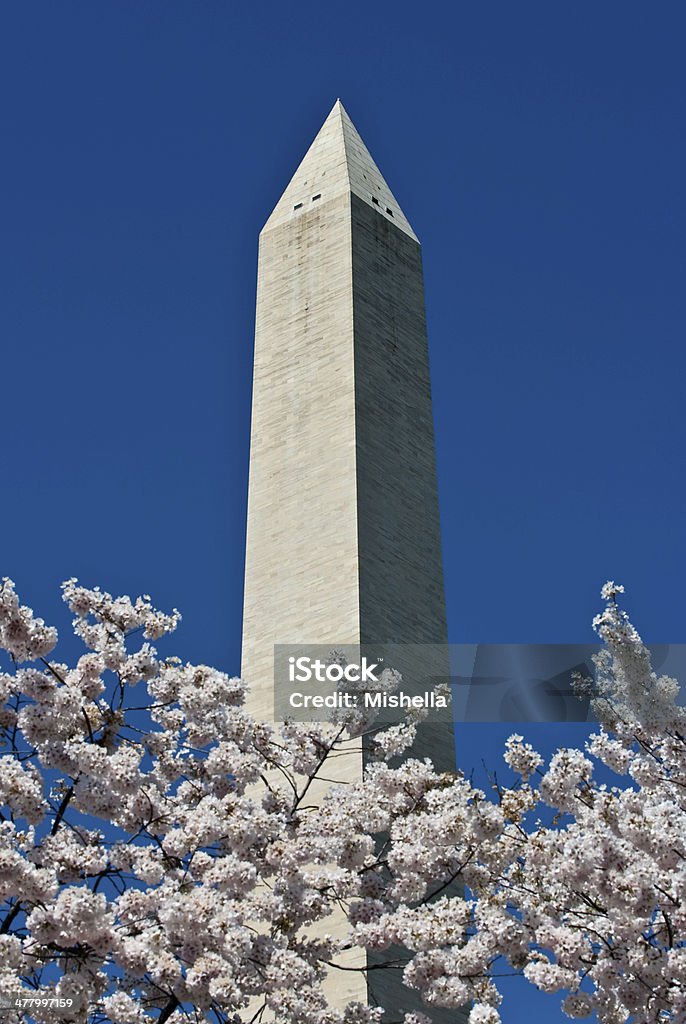 Washington monument on sunny day Washington monument on sunny day with blossom trees Architecture Stock Photo