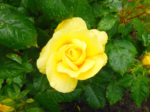 A yellow rose in a rose garden in Portland, Oregon