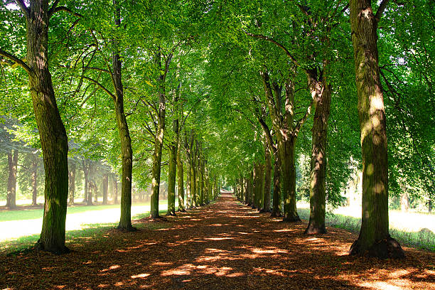 istock Alley in Park. Potsdam Palace, Germany 477997387