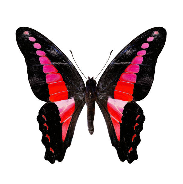 istock Red Butterfly in colorful scheme isolated on white background 477998417