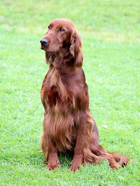istock Typical Irish Red Setter in the garden 477998698