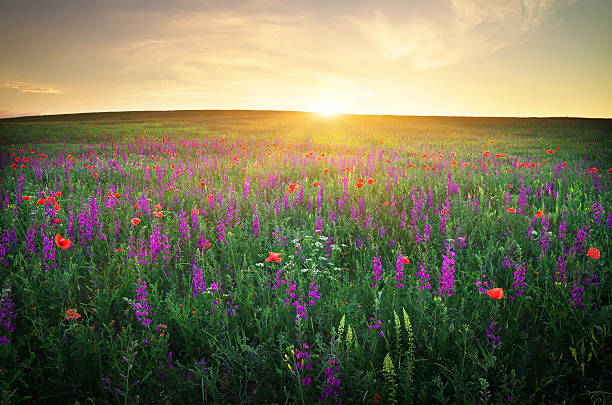 istock Field with red poppies against the sunset sky 477999483