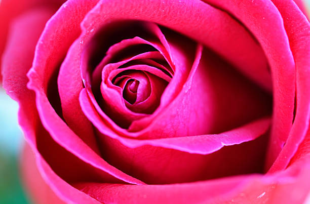 istock close up macro of a red rose 477999564