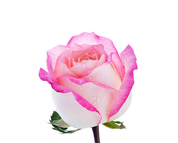 Pink And White Beautiful Rose Flower Stock Photo - Download Image