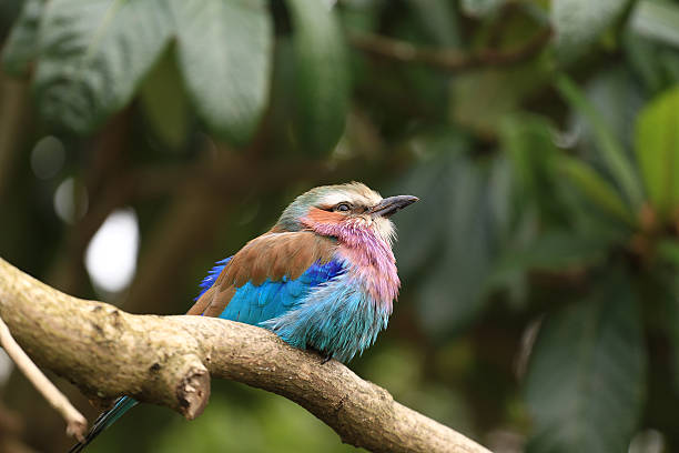 Lilac-breasted roller stock photo