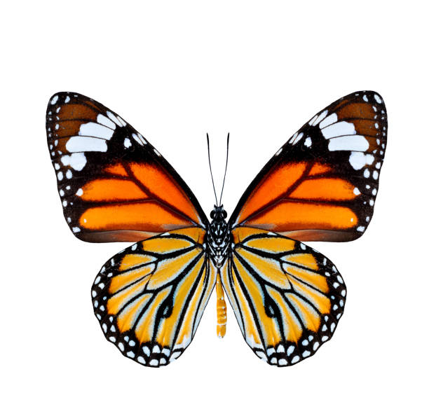 istock Common Tiger Butterfly lower wing profile in natural color isola 478000097