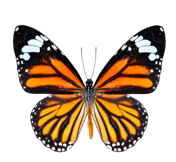 istock Common Tiger Butterfly in natural color profile isolated on whit 478000107