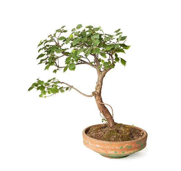 Photo of Hornbeam bonsai