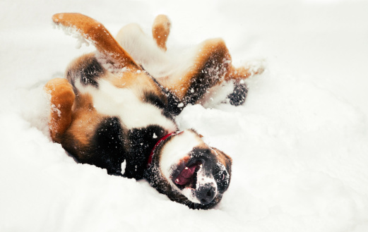 Ecstatic dog rolling in the snow