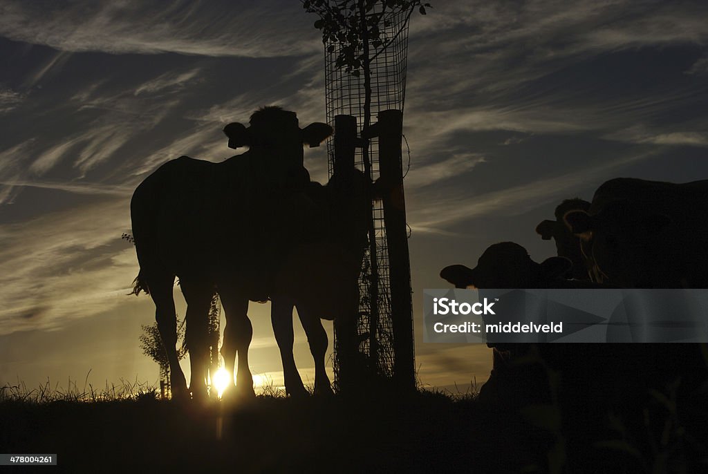 Vacas en silueta al atardecer - Foto de stock de Agricultor libre de derechos