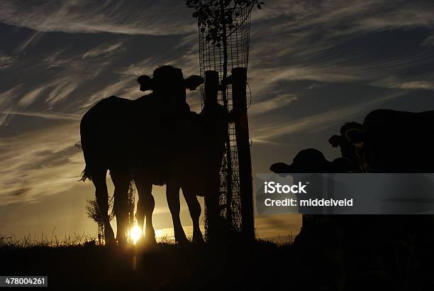 Vacas En Silueta Al Atardecer Foto de stock y más banco de imágenes de Agricultor - Agricultor, Países Bajos, Salida del sol