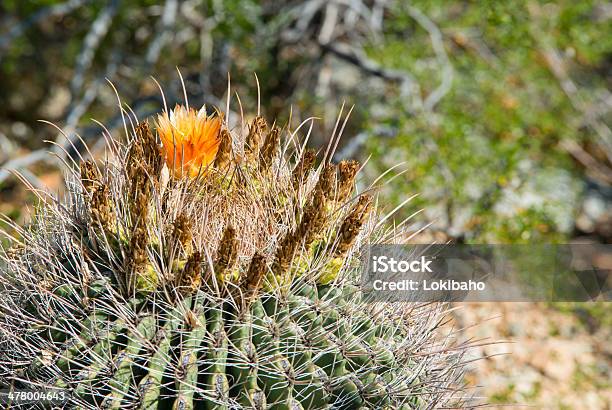 Оранжевый Цветок В Кактус Барреля — стоковые фотографии и другие картинки Аризона - Юго-запад США - Аризона - Юго-запад США, Без людей, Горизонтальный