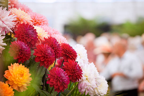 (Inspector: Please note text on Flower Tag is name of the flower, not a person. Thanks) Prize winning dahlia blooms at an English Flower Show. Good copy space.