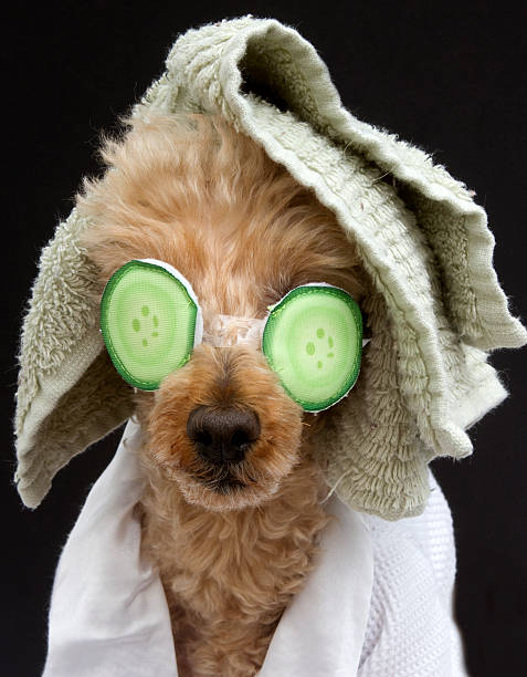 istock Poodle In Cucumber Mask and Towel 478004897