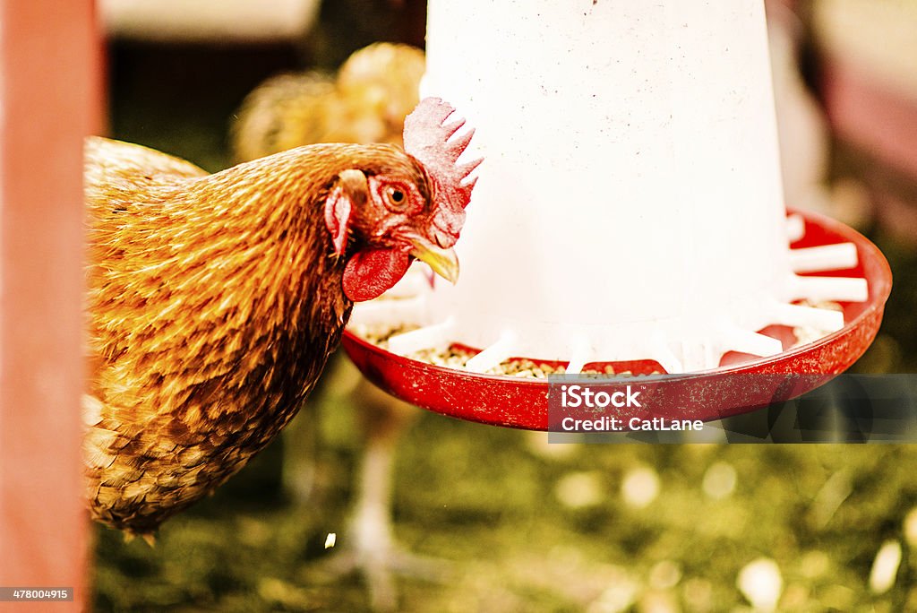 Élève poulet fermier bio manger des aliments - Photo de Ameraucana libre de droits
