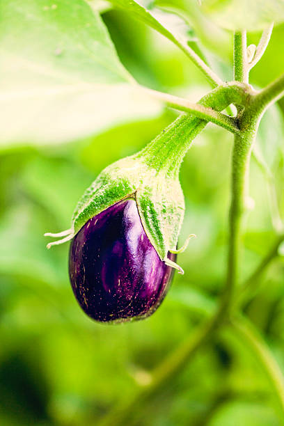 istock Fresh Organic Homegrown Eggplant 478005233