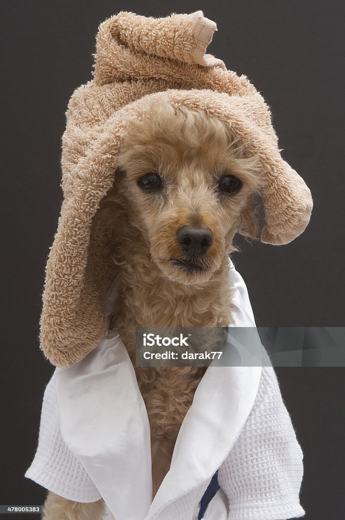 Poodle Wearing a Towel On Her Head A poodle with a bathrobe and a towel wrapped around her head, isolated on a gray background. Animal Stock Photo