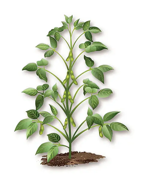 Vector illustration of Soybean Plant Growing In Soil