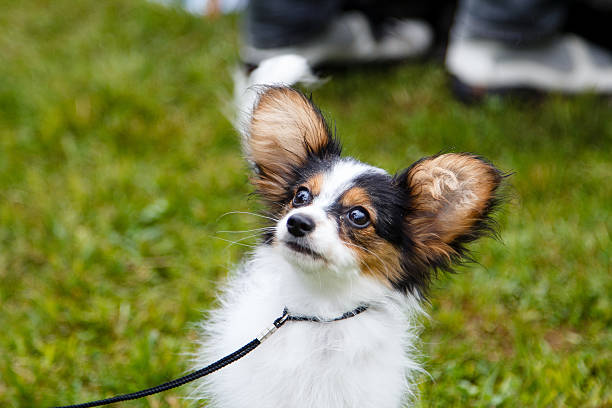 istock Close up of puppy Papillon 478006104
