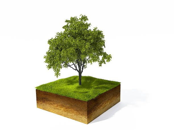 istock cross section of ground 478006128