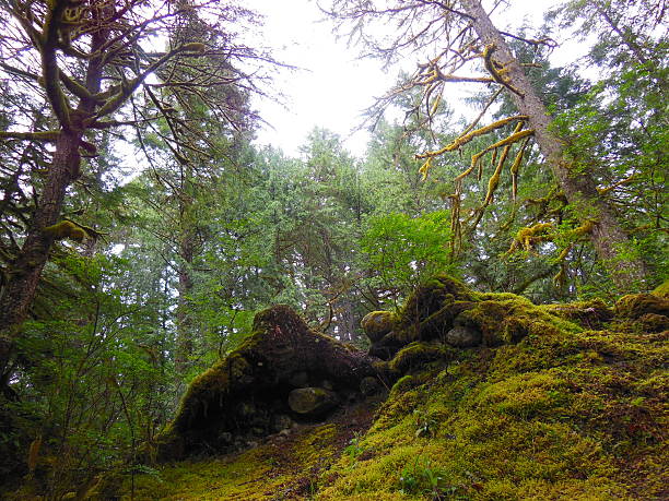 istock Mt Hood National Forest 478006153